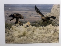 Exposición de aves de la comarca